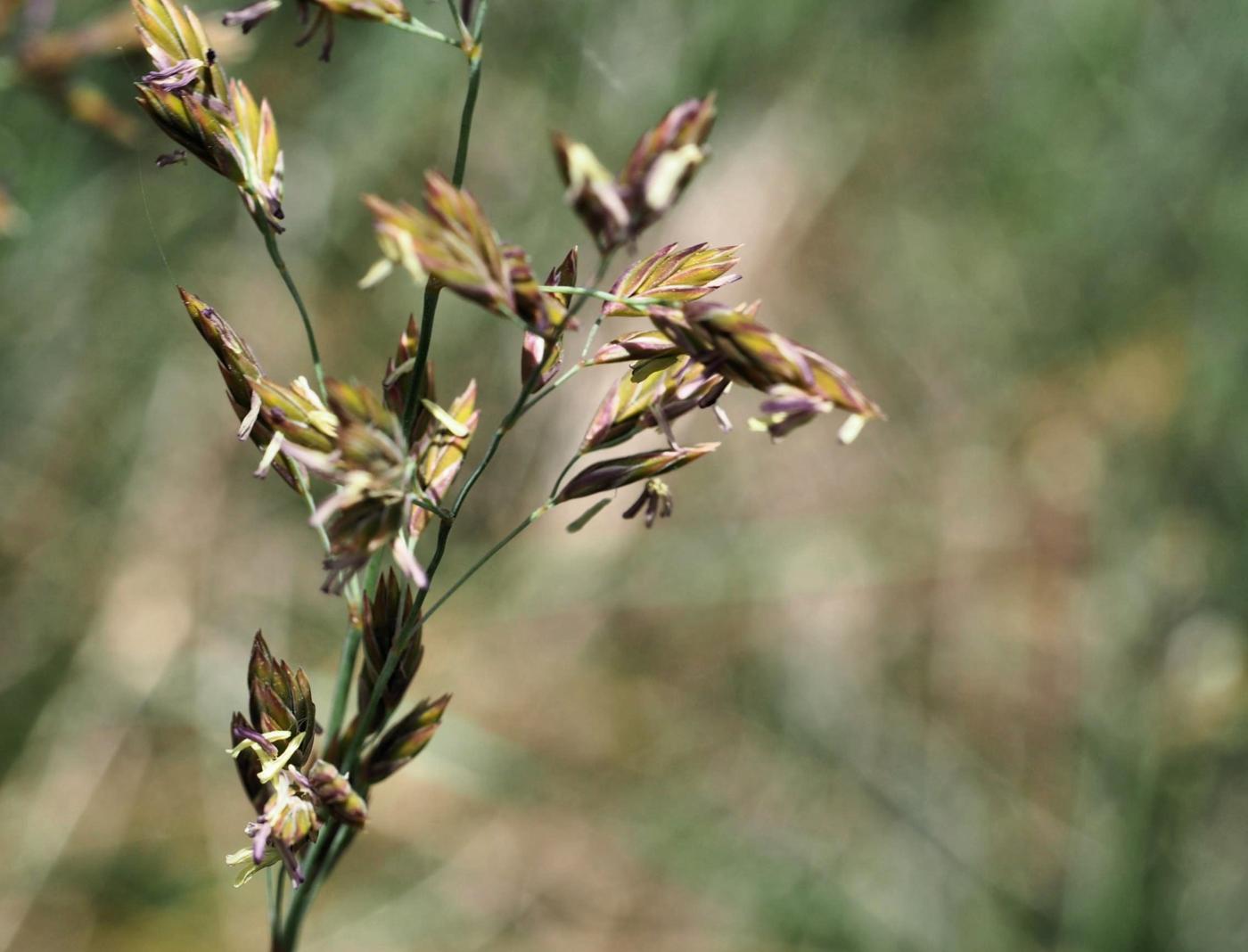 Fescue, (Loose-clustered) flower